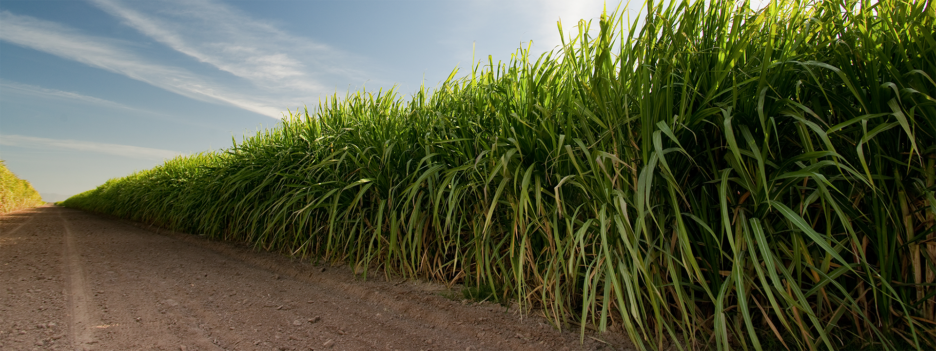 FERTILIZACIÓN DE CAÑA DE AZUCAR